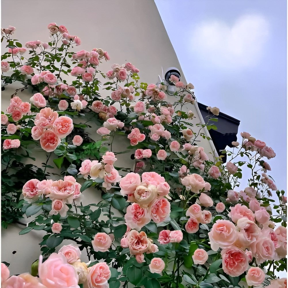 BloomEra™ - Elegant Climbing Rose Seeds