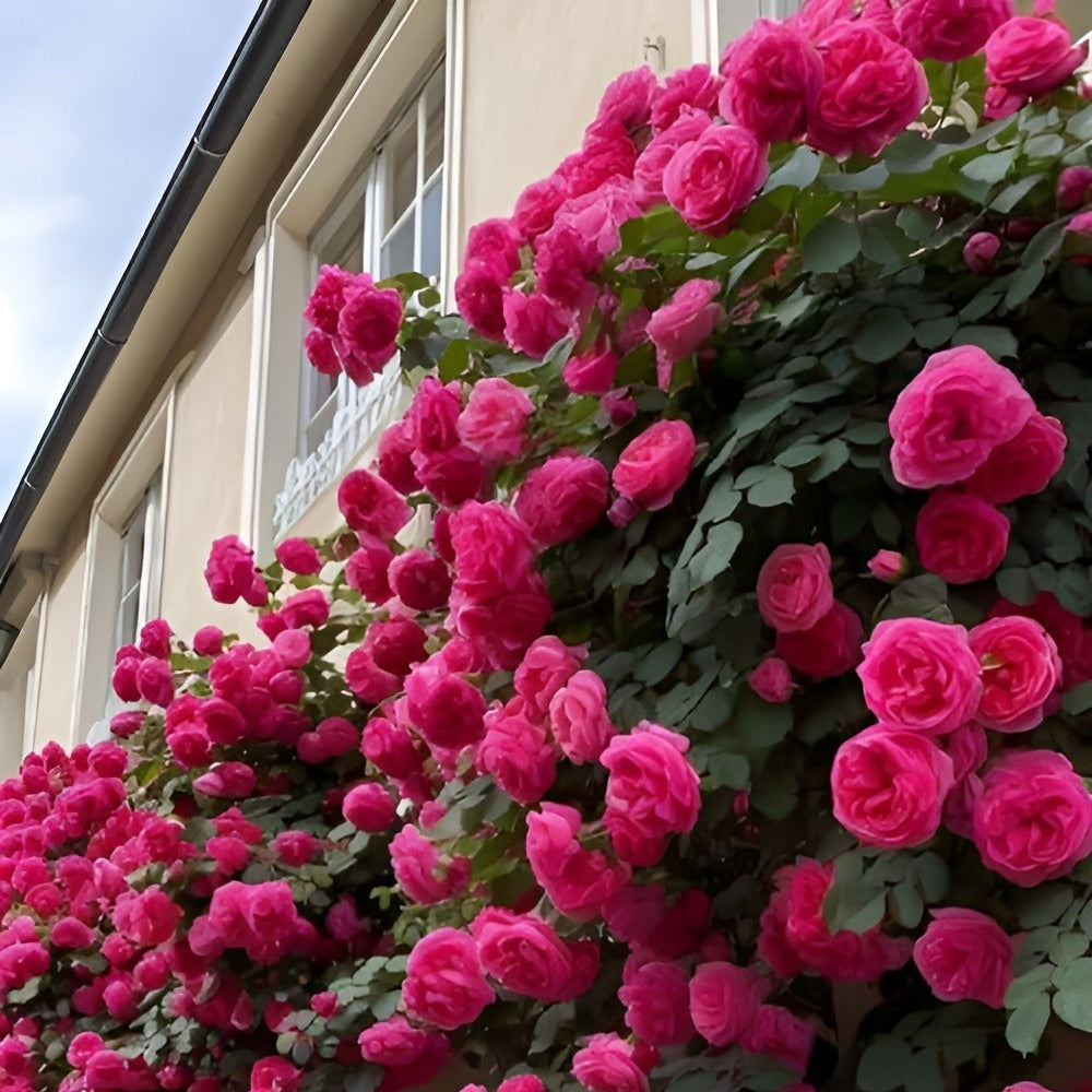 BloomEra™ - Elegant Climbing Rose Seeds