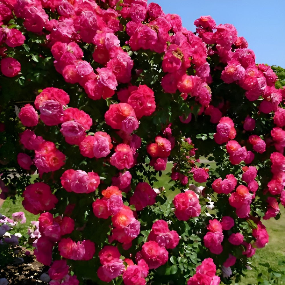 BloomEra™ - Elegant Climbing Rose Seeds